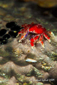 Cryptic Teardrop Crab,1/2-3/4 "-night dive Bonaire,no cro... by Richard Goluch 